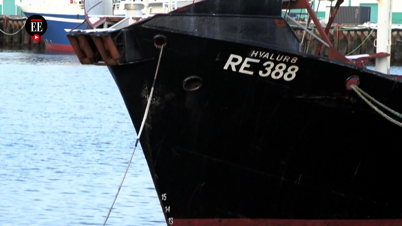 ¿Por qué Islandia le pone fin a la caza de ballenas?