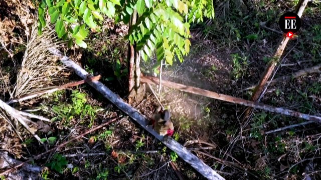 El riesgo de los incendios forestales en la Amazonía colombiana