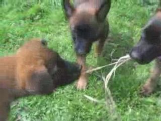 Chiots d'Athéna et de S'Léon le 15.05.2008