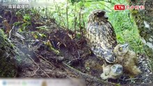 雪霸直播黃魚鴞育雛  24小時直擊「空中育嬰室」