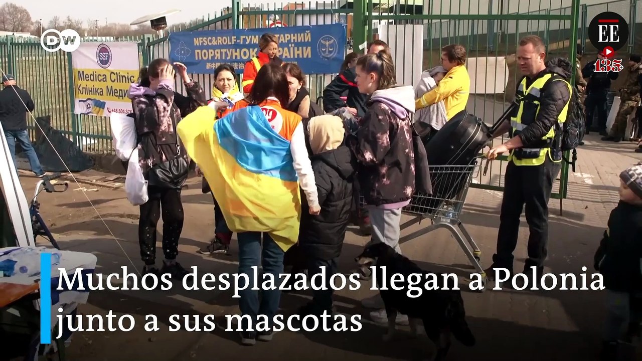 Las mascotas abandonadas que intentan escapar de la guerra en Ucrania