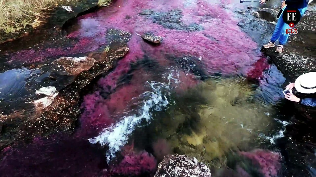 Caño Cristales, un motor de paz en La Macarena