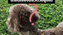 ใครเห่าอะแม่ ตูบมองหาใหญ่เลย ที่ไหนได้...