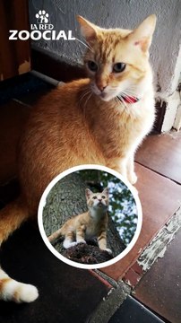 Siete curiosidades sobre los gatos naranjas