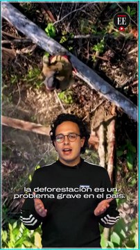 Lanzar semillas desde un helicóptero para sembrar árboles, ¿buena idea?