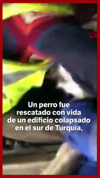 Un perro fue rescatado luego de tres semanas entre los escombros en Turquía