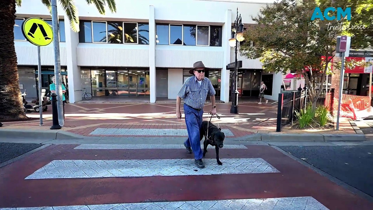 Harley the guide dog