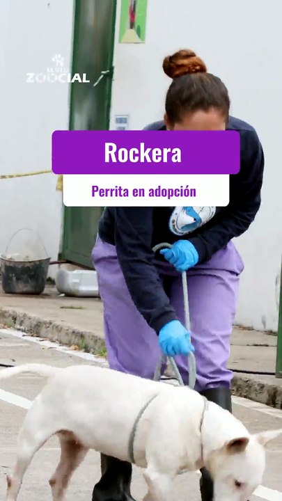 Rockera: ¿te animas a adoptarme?