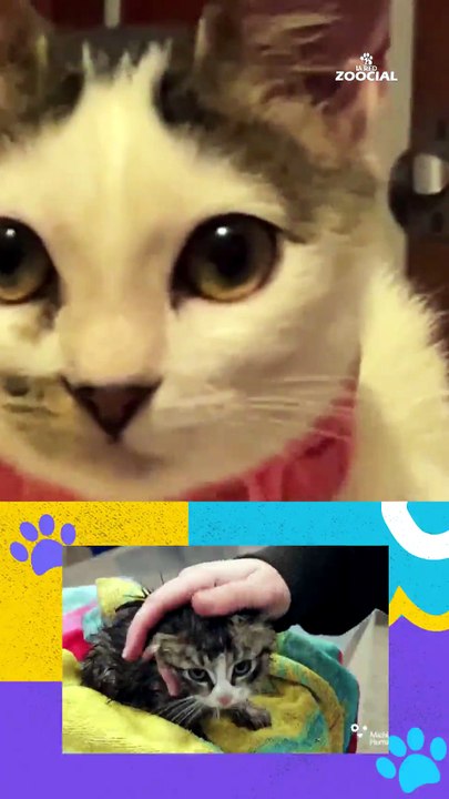 Gaia: ¿cómo se cuida a una gatita maltratada y abandonada?