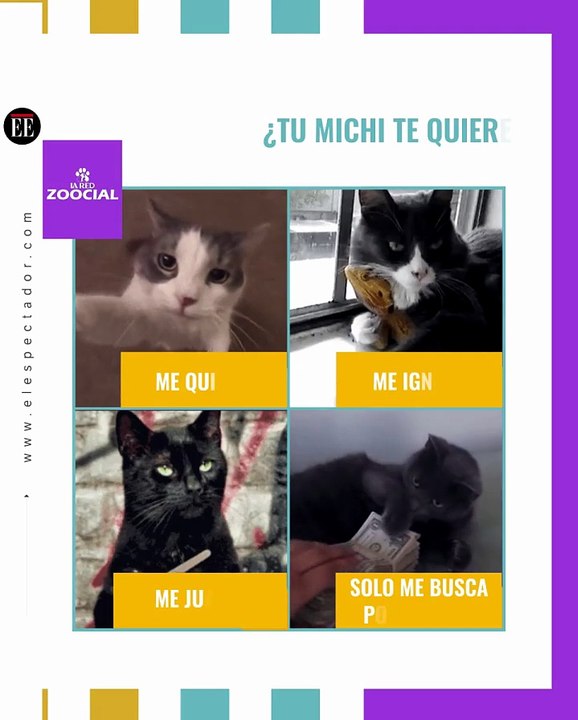 ¿Cómo es su michi?