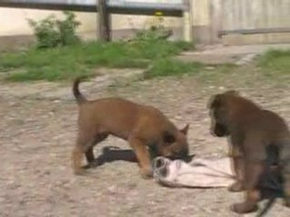 Chiots d'Athéna et de S'Léon le 08.05.2008
