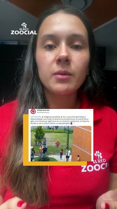Los gatos no deben salir de su casa (aunque usted crea lo contrario)