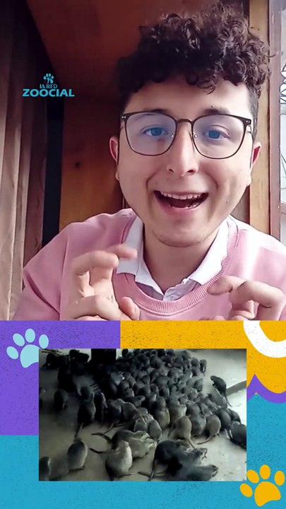 Los tres animales con la peor suerte en la naturaleza