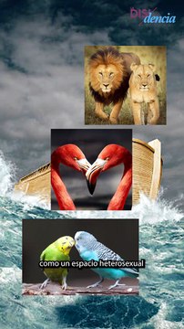 Pingüinos, gansos, delfines y otros animales gais