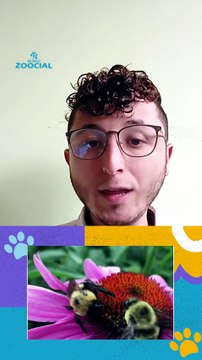 Por Qué Las Abejas Mueren Cuando Pican Con Música (1)