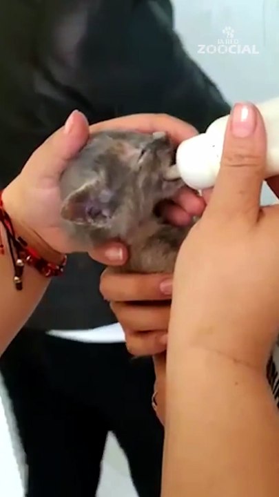 ¿Por qué debemos adoptar un gato?