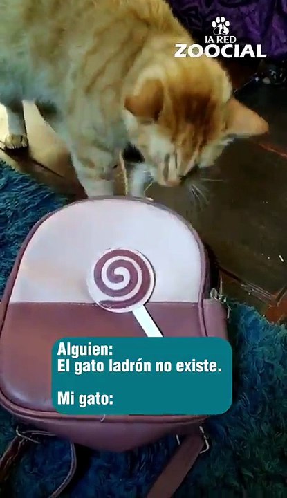 El gato ladrón sí existe