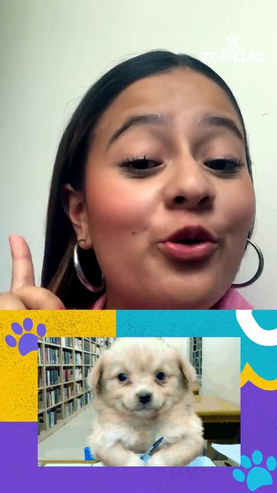Edad Humana En Perros