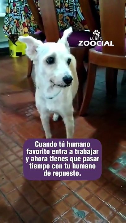 ¡Me tocó con el humano de repuesto!
