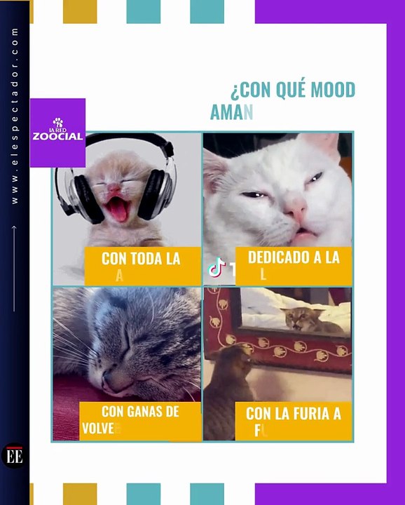 ¿Qué personalidad gatuna tienes?