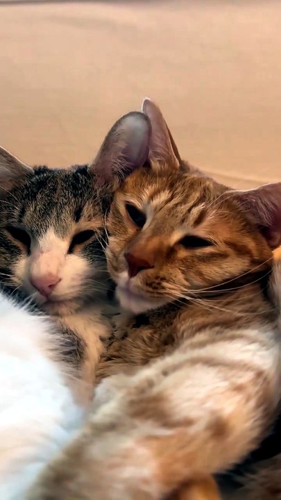 Two Cats Relaxing Together Like Best Friends 🐱❤️