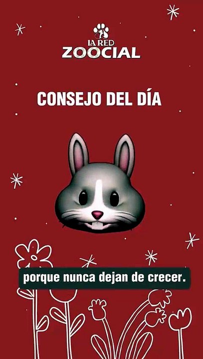 ¡Cuida los dientes de tu conejo!