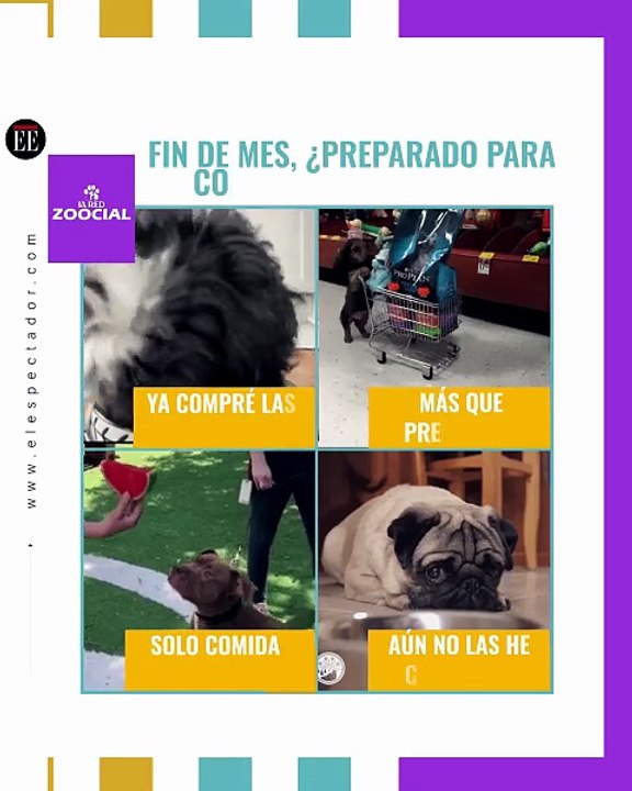 ¿Ya compró la comida para sus mascotas?