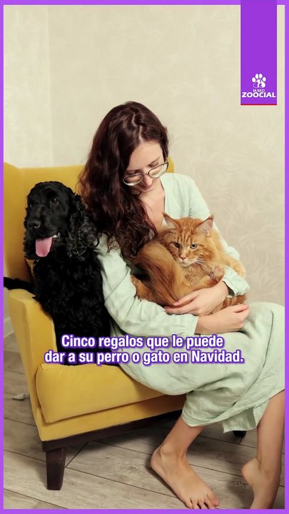 ¿Qué le puedo regalar a mi mascota de Navidad? Aquí algunas ideas económicas y originales
