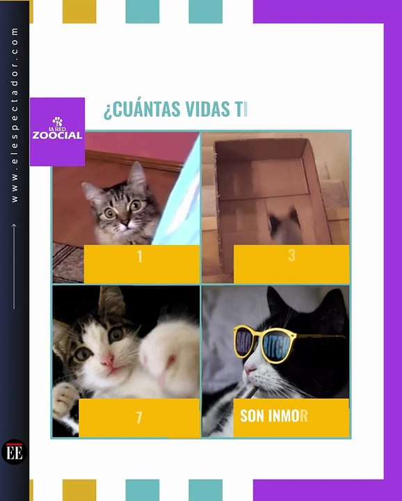 ¿Cuántas vidas tiene un gato?