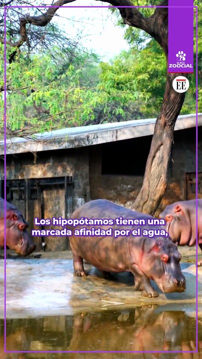 Los Hipópotamos