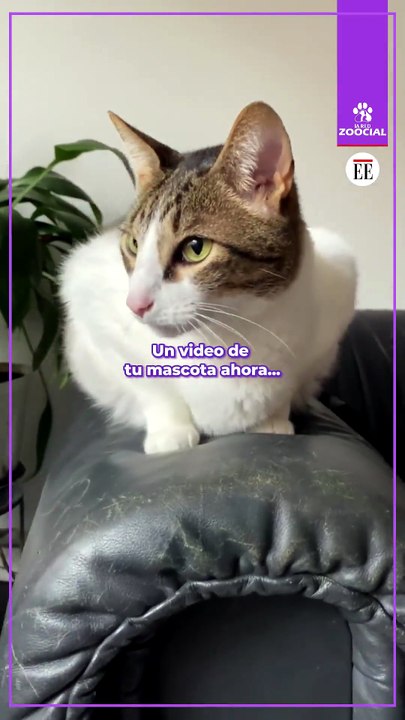 Los gatos crecen demasiado rápido