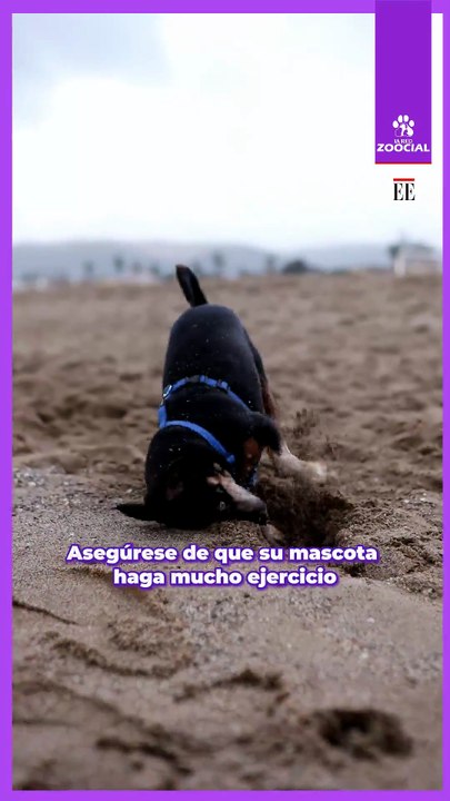 Que tu mascota siempre haga mucho ejercicio