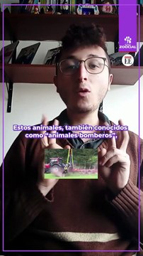 “Animales bomberos”: especies esenciales para evitar incendios forestales