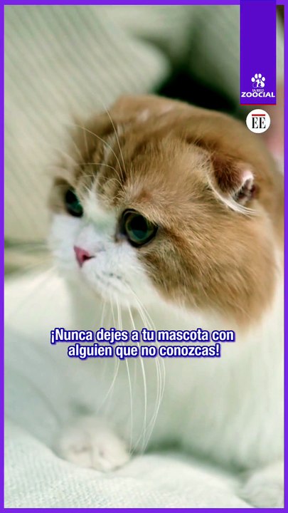 ¡Nunca dejes a tu mascota con un extraño!