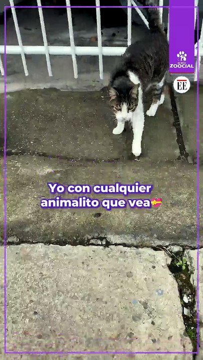 Cada Vez Que Me Encuentro Un Animalito