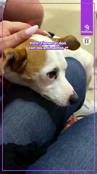 Tienes el don con los animalitos