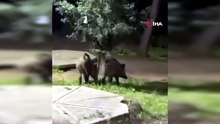 Bursa’da piknik yapanlar neye uğradığını şaşırdı!