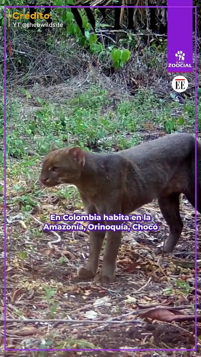 El yaguarundi: un felino que pocos conocen