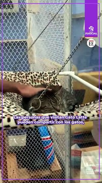 Gato Latte Home, el café y hogar de gatos rescatados en Bogotá