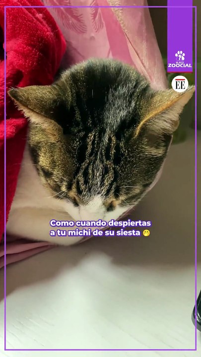 Cuando despierto al michi
