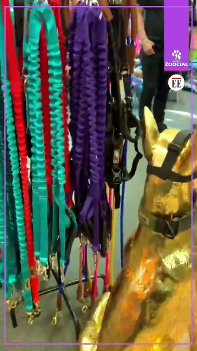 PetsPower: Un emprendimiento para las mascotas con power