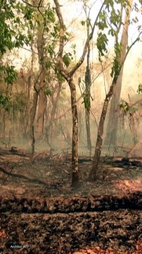 Bolivia Decreta Desastre Nacional Por Incendios Forestales