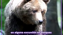 Esto puede hacer si se encuentra a un animal salvaje