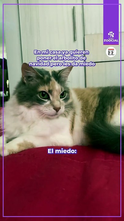 Mi gato en Navidad