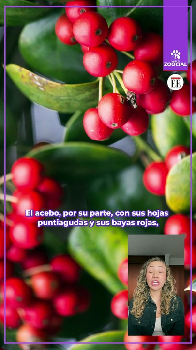 Si tiene animales en casa, estas plantas no son para usted
