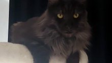 Looks Calm… But That Tail Says Otherwise 😳🐾 #cat #funnycats #catlover