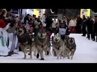 La Grande Odyssée sleddog race - Teaser 1