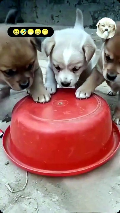 New funny comedy videos,funny days,New funniest co