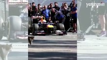 İstanbul'da Formula 1 aracına selam veren misafirperver kedi dünyada viral oldu!
