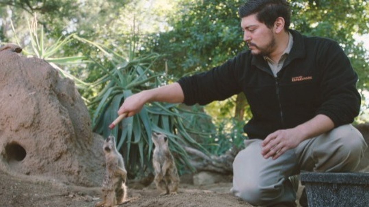 Behind the Scenes: How Zookeepers Train Meerkats